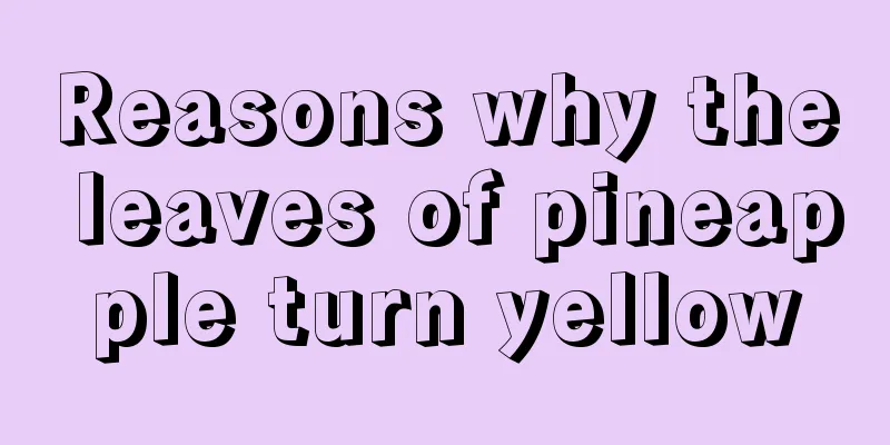 Reasons why the leaves of pineapple turn yellow