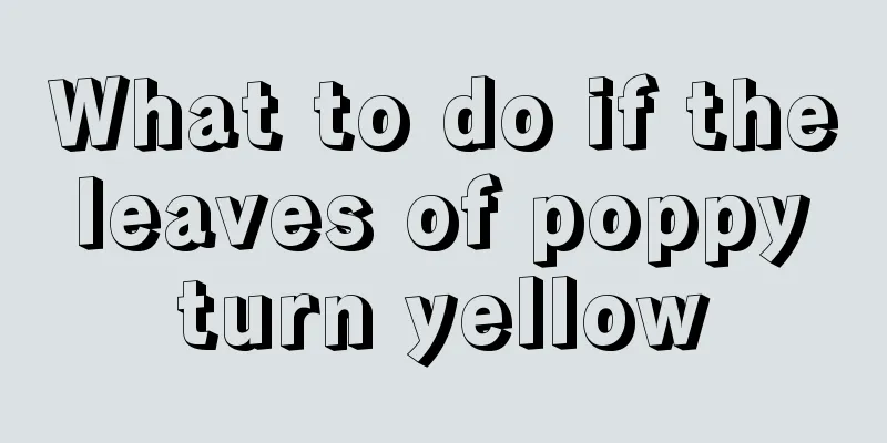 What to do if the leaves of poppy turn yellow