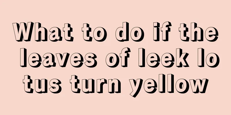 What to do if the leaves of leek lotus turn yellow