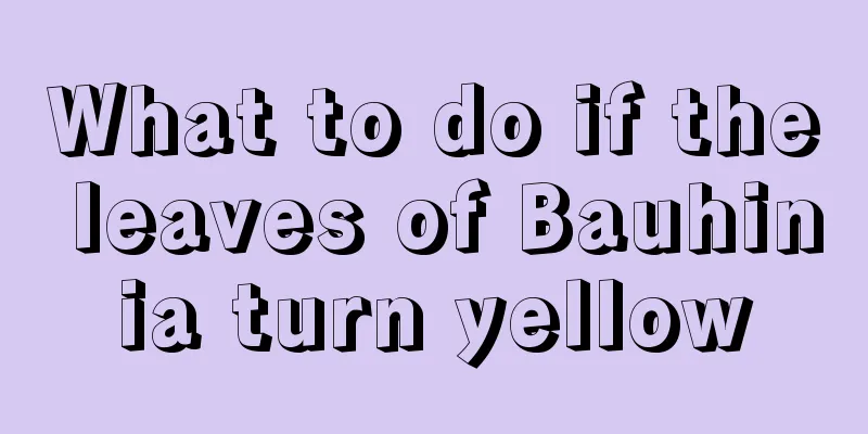 What to do if the leaves of Bauhinia turn yellow