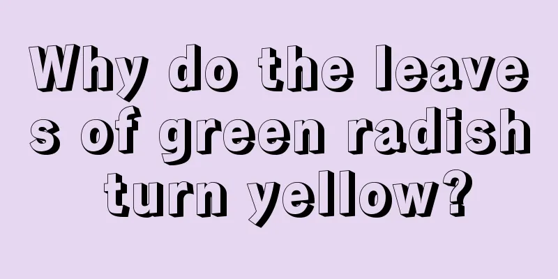 Why do the leaves of green radish turn yellow?