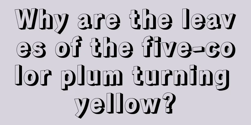 Why are the leaves of the five-color plum turning yellow?