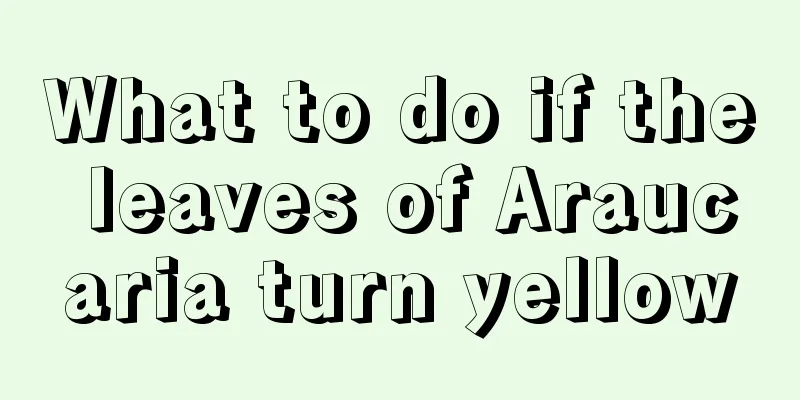 What to do if the leaves of Araucaria turn yellow