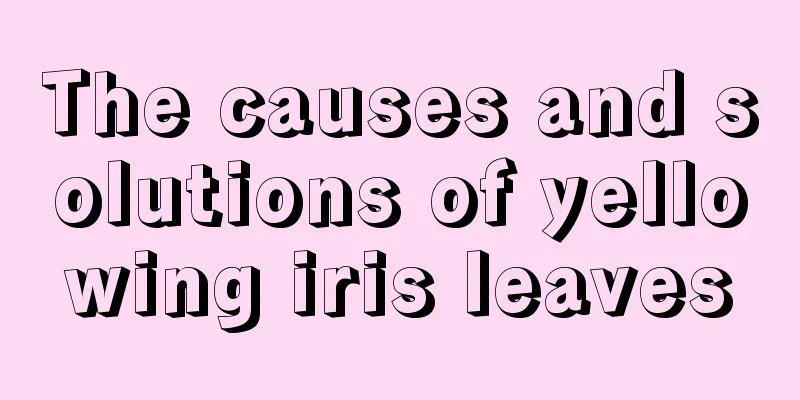 The causes and solutions of yellowing iris leaves