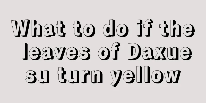 What to do if the leaves of Daxuesu turn yellow