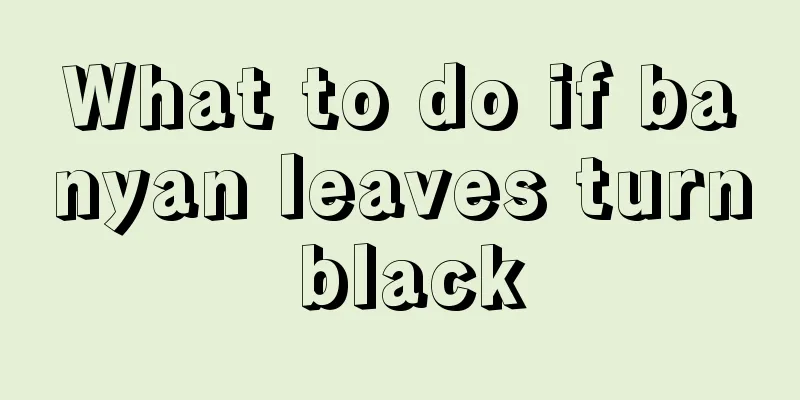 What to do if banyan leaves turn black