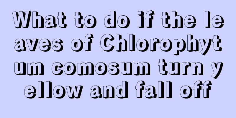 What to do if the leaves of Chlorophytum comosum turn yellow and fall off