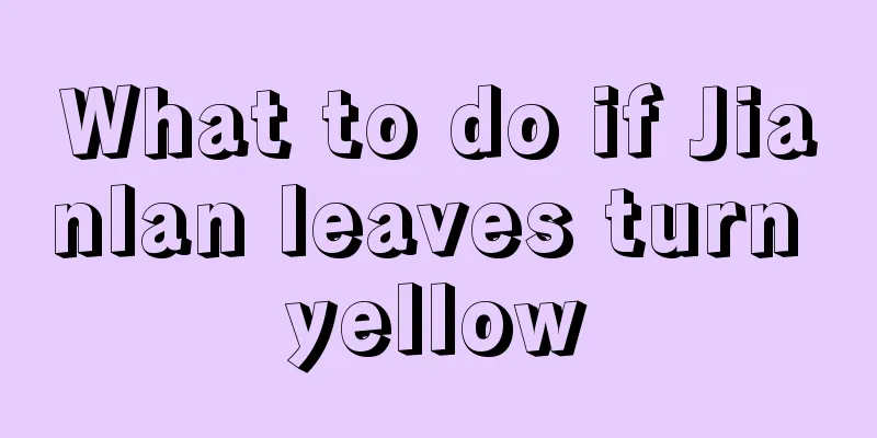 What to do if Jianlan leaves turn yellow