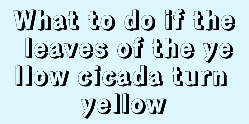 What to do if the leaves of the yellow cicada turn yellow