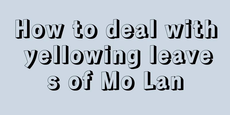 How to deal with yellowing leaves of Mo Lan