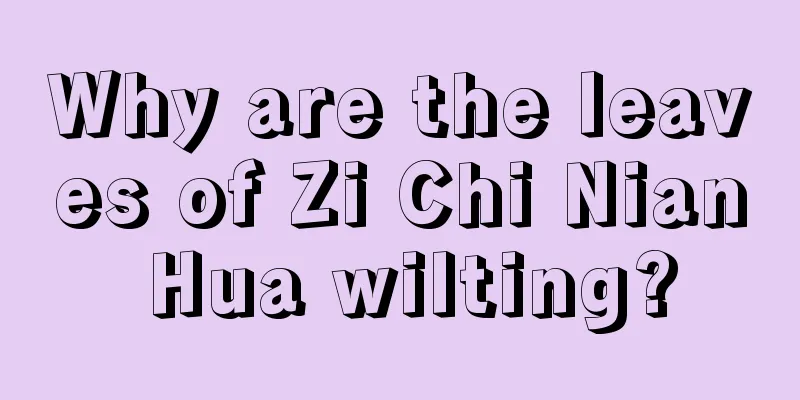 Why are the leaves of Zi Chi Nian Hua wilting?