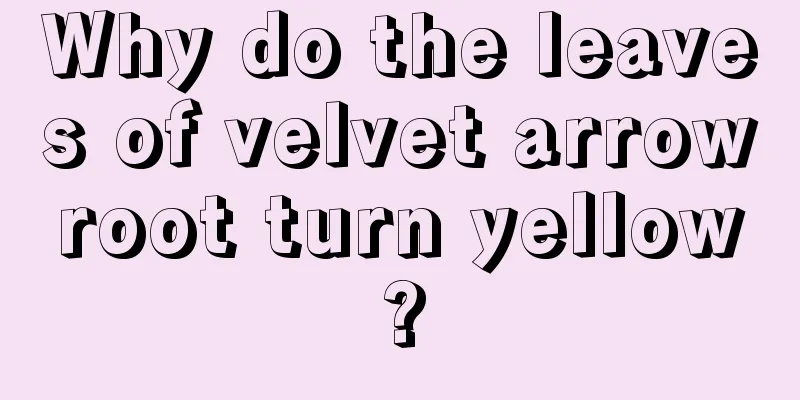 Why do the leaves of velvet arrowroot turn yellow?