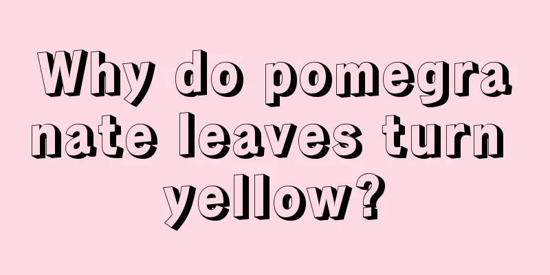 Why do pomegranate leaves turn yellow?