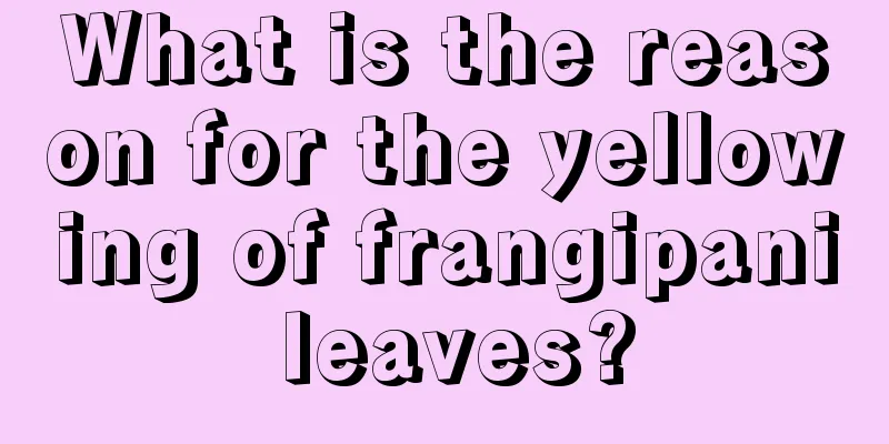 What is the reason for the yellowing of frangipani leaves?