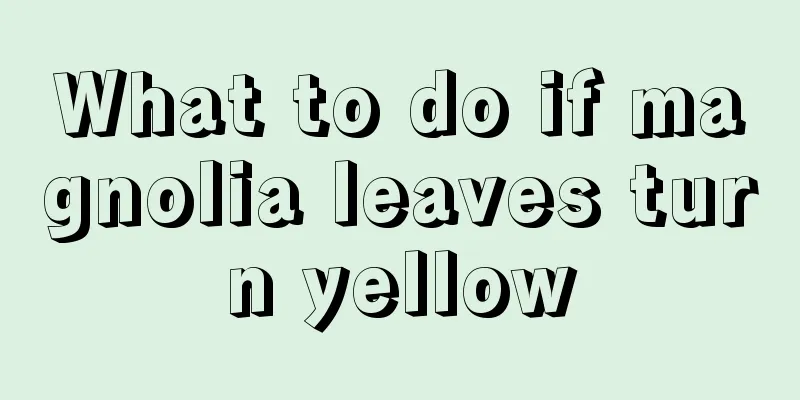 What to do if magnolia leaves turn yellow