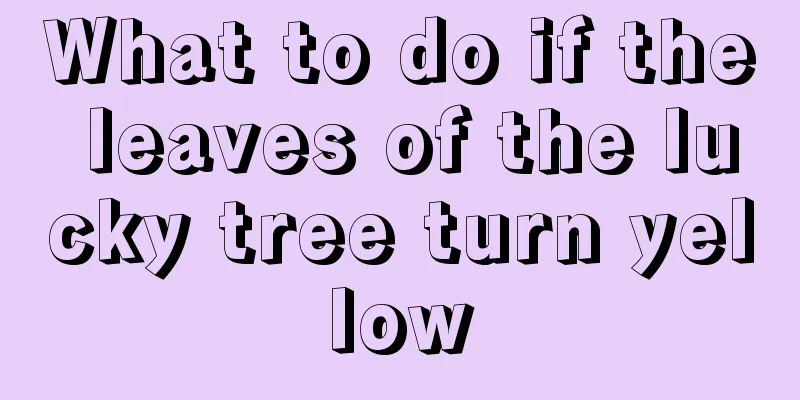 What to do if the leaves of the lucky tree turn yellow