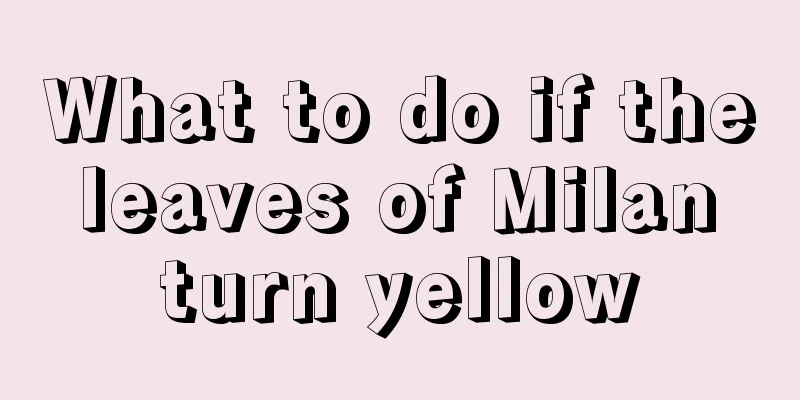 What to do if the leaves of Milan turn yellow