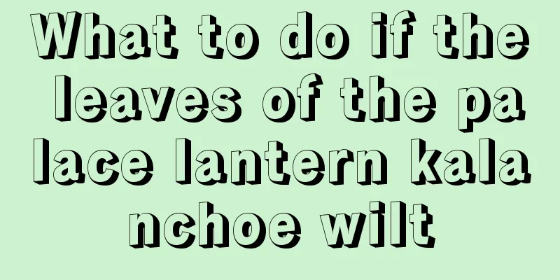 What to do if the leaves of the palace lantern kalanchoe wilt