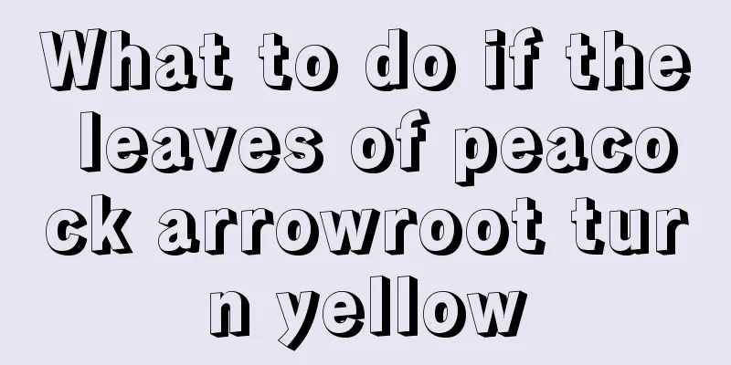 What to do if the leaves of peacock arrowroot turn yellow