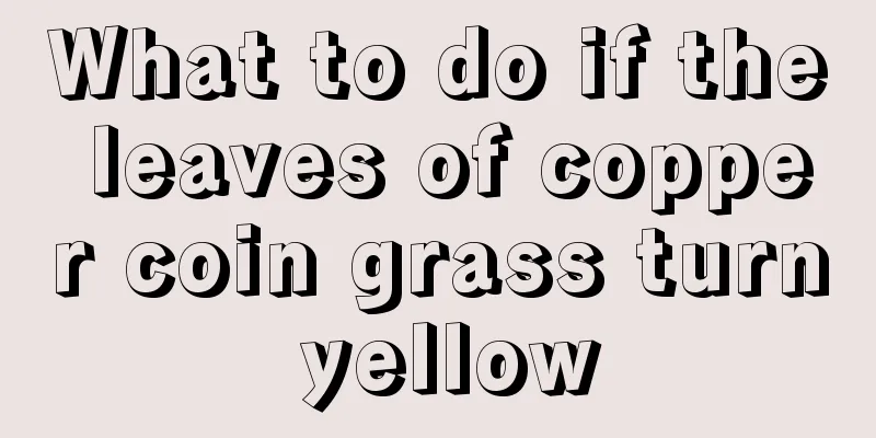 What to do if the leaves of copper coin grass turn yellow