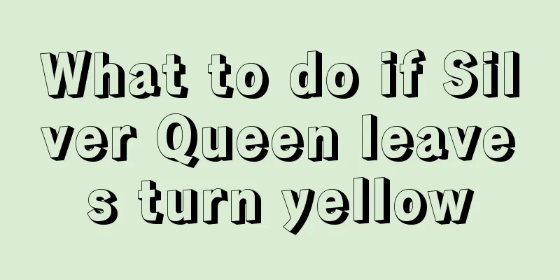 What to do if Silver Queen leaves turn yellow