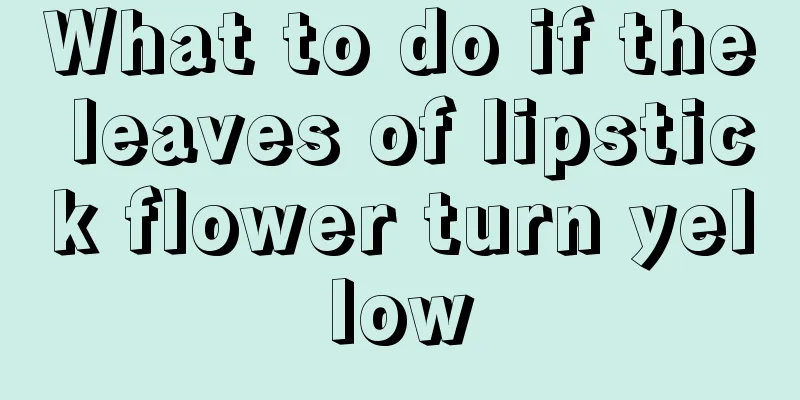 What to do if the leaves of lipstick flower turn yellow