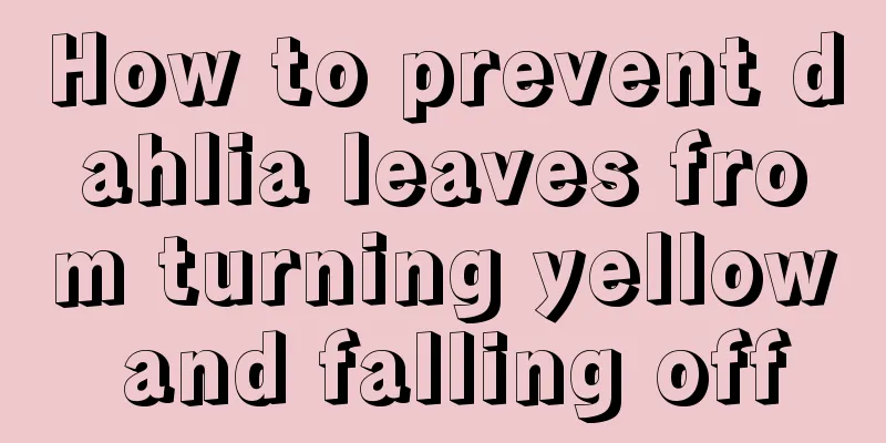 How to prevent dahlia leaves from turning yellow and falling off