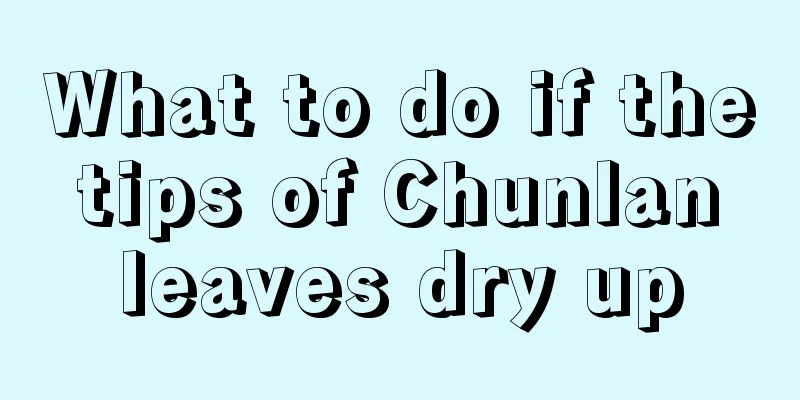 What to do if the tips of Chunlan leaves dry up