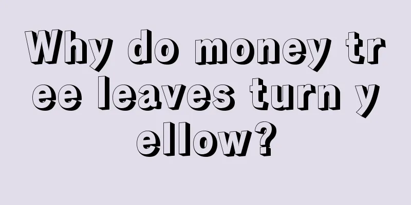 Why do money tree leaves turn yellow?