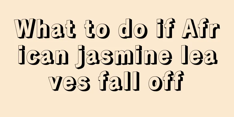 What to do if African jasmine leaves fall off