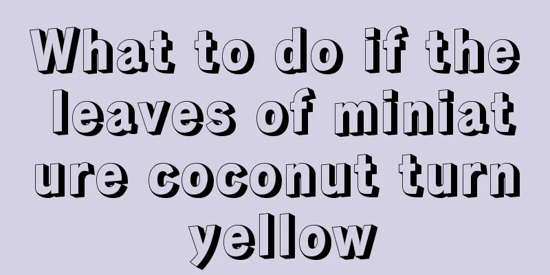 What to do if the leaves of miniature coconut turn yellow