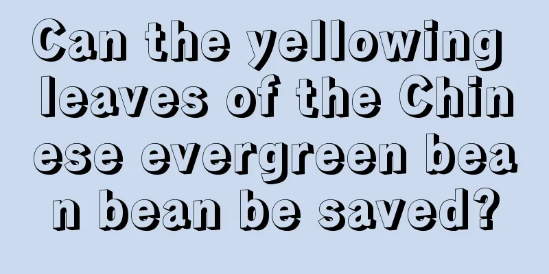 Can the yellowing leaves of the Chinese evergreen bean bean be saved?