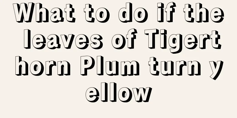 What to do if the leaves of Tigerthorn Plum turn yellow