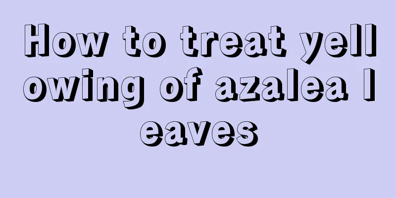 How to treat yellowing of azalea leaves