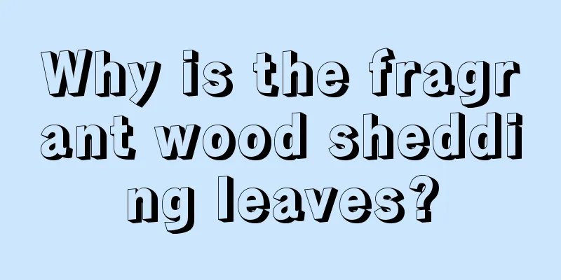 Why is the fragrant wood shedding leaves?