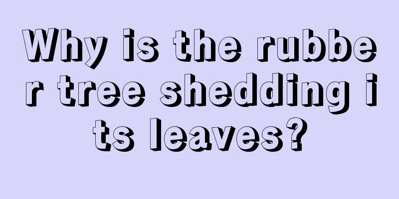 Why is the rubber tree shedding its leaves?