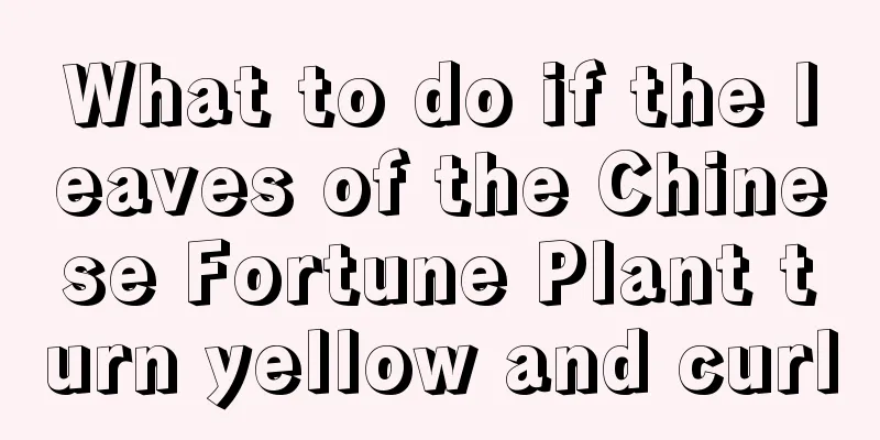 What to do if the leaves of the Chinese Fortune Plant turn yellow and curl