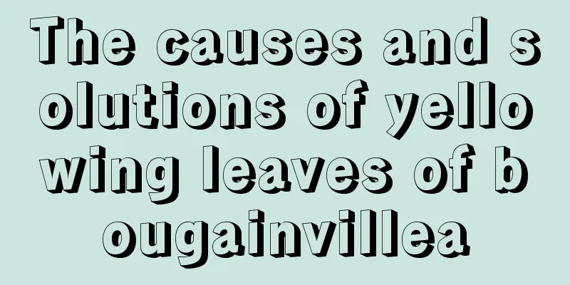 The causes and solutions of yellowing leaves of bougainvillea