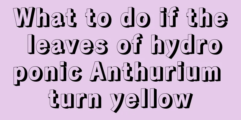 What to do if the leaves of hydroponic Anthurium turn yellow