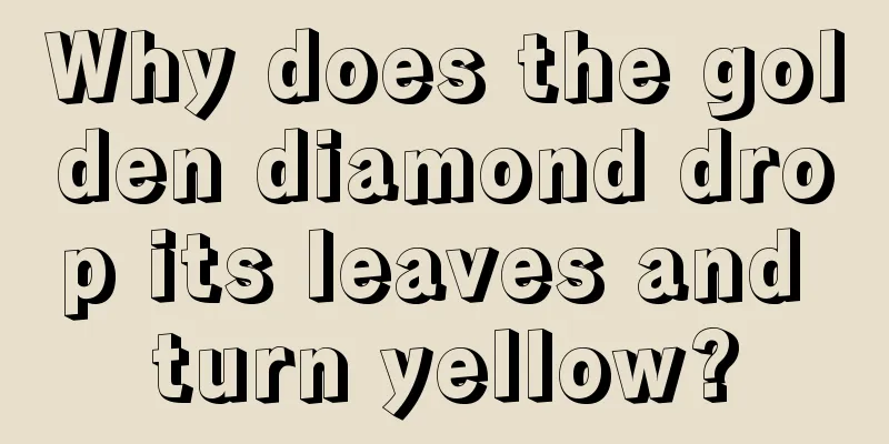 Why does the golden diamond drop its leaves and turn yellow?