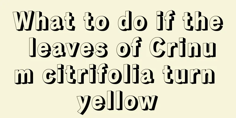 What to do if the leaves of Crinum citrifolia turn yellow