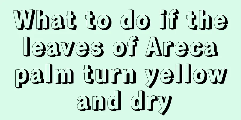 What to do if the leaves of Areca palm turn yellow and dry