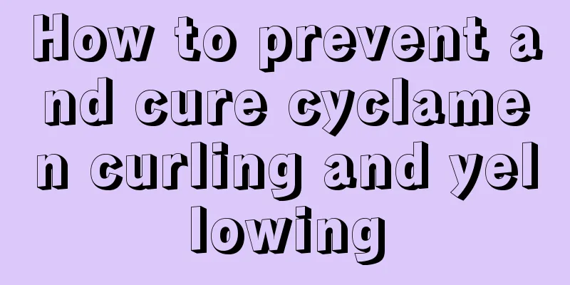 How to prevent and cure cyclamen curling and yellowing