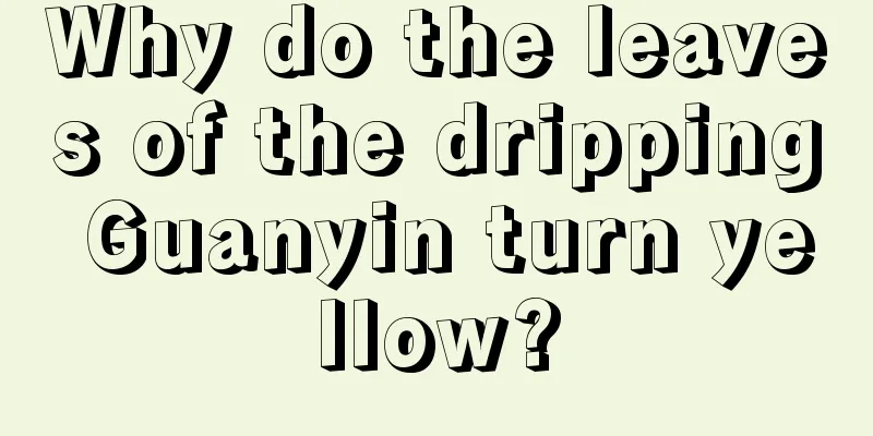 Why do the leaves of the dripping Guanyin turn yellow?