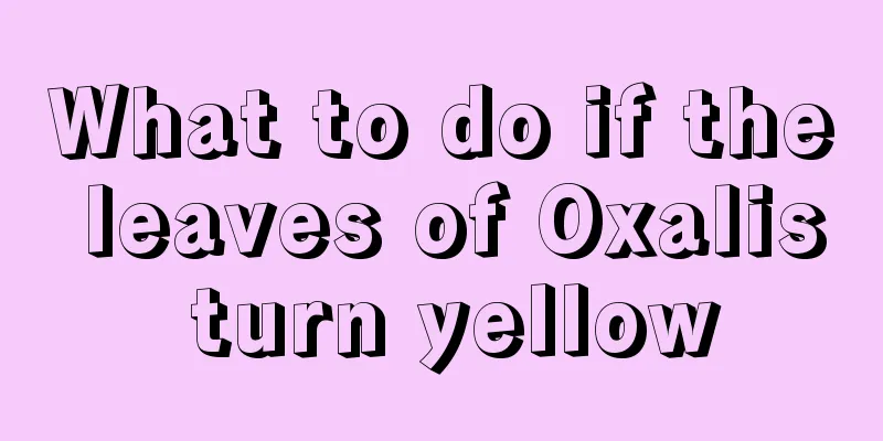 What to do if the leaves of Oxalis turn yellow