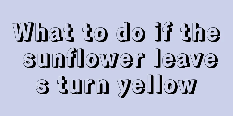 What to do if the sunflower leaves turn yellow