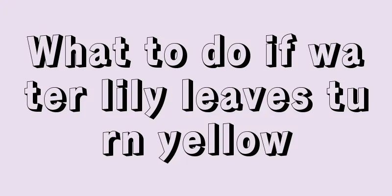 What to do if water lily leaves turn yellow