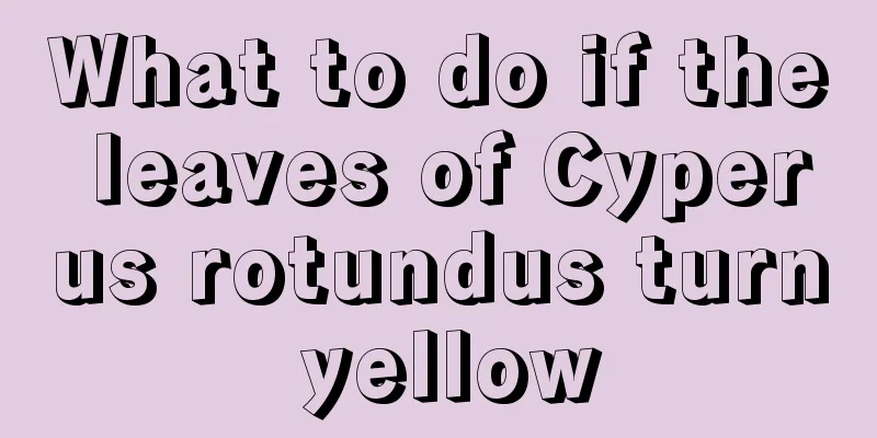 What to do if the leaves of Cyperus rotundus turn yellow