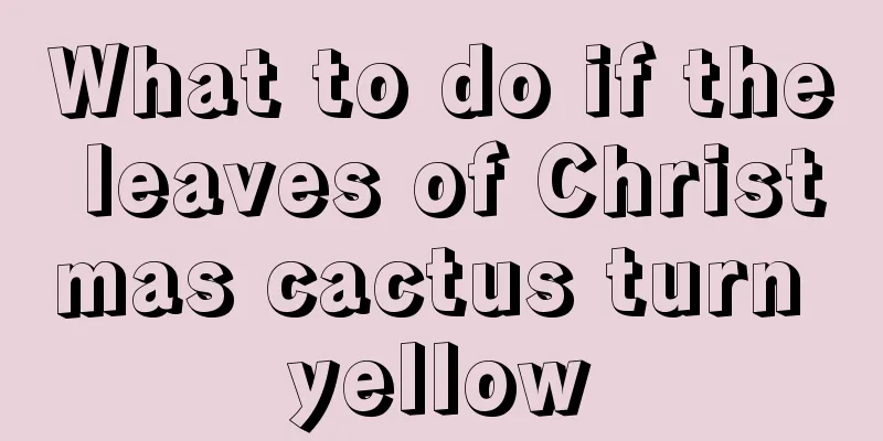 What to do if the leaves of Christmas cactus turn yellow