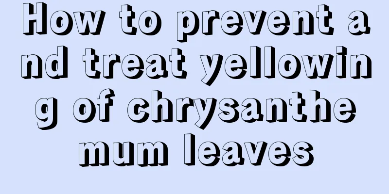 How to prevent and treat yellowing of chrysanthemum leaves